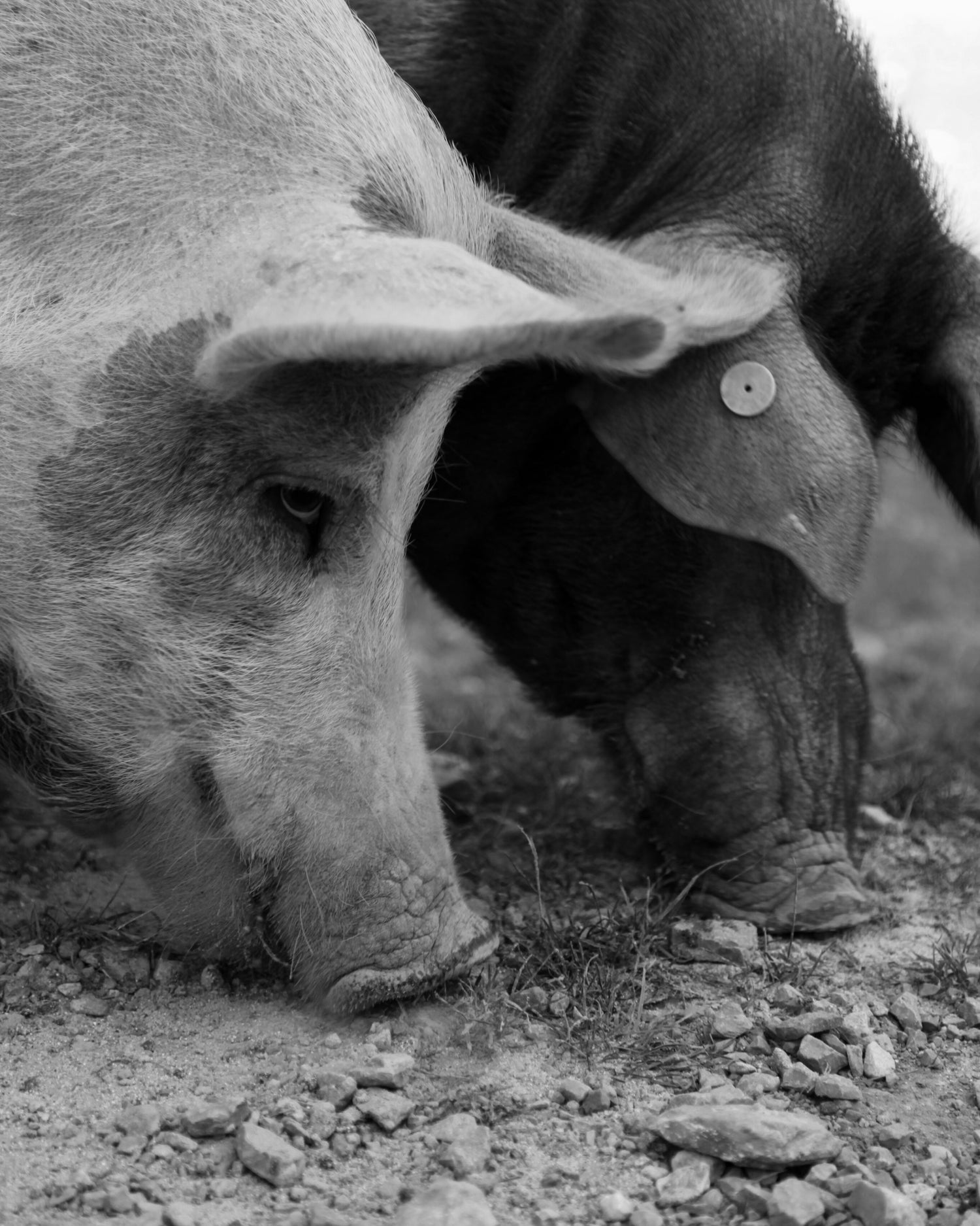 Salumi - Allevamento all'aperto allo stato brado