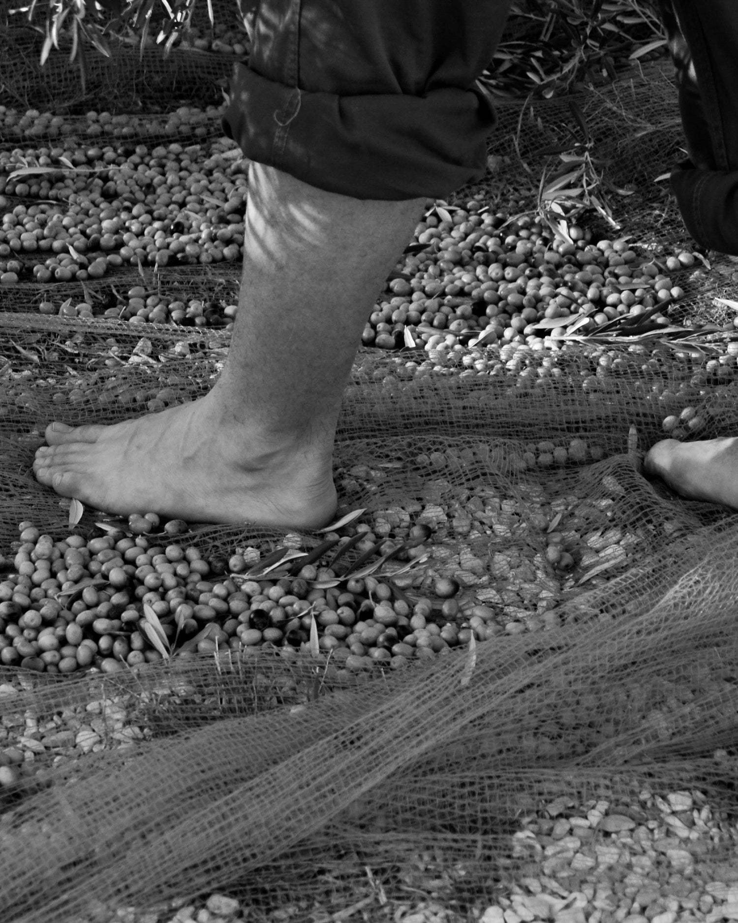 Olio - Il frantoio tra le colline di Assisi