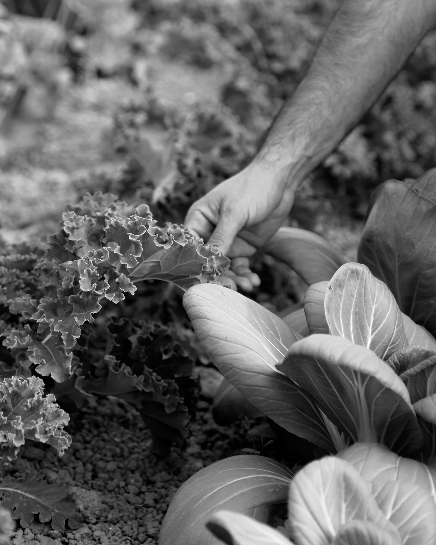 Confetture e Hummus - L'orto sinergico